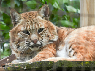 Captive bobcat in Hayward, Wisconsin
