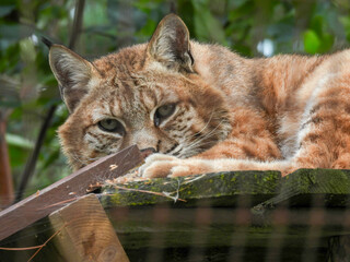 Captive bobcat in Hayward, Wisconsin