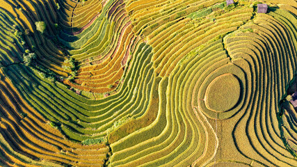 Rice fields on terraced prepare the harvest at Northwest Vietnam.