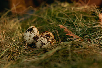 quail eggs in the nest against the background of hay and dry leaves