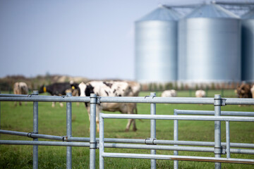Farmland with cows grazing behind the fence and farm silo in background. © littlewolf1989