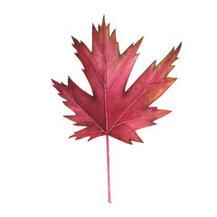 Autumn red maple leaves watercolor isolated on white. Thanksgiving and halloween illustration. Art for design