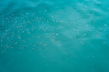 Fototapeta na wymiar School of fish swimming close to the sea surface