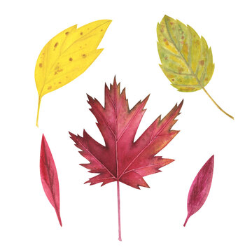 Autumn yellow and maple leaves watercolor isolated on white. Thanksgiving and halloween illustration. Art for design