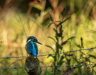 Common Kingfisher (Alcedo atthis) resting

