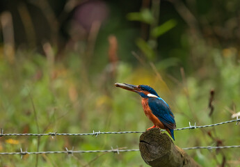 Common Kingfisher (Alcedo atthis) resting
