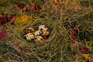 Obraz premium quail eggs in the nest against the background of hay and dry leaves
