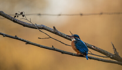 Common Kingfisher (Alcedo atthis) resting