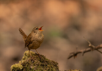 Wren Singing (Troglodytidae)

