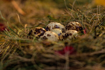 quail eggs in the nest against the background of hay and dry leaves