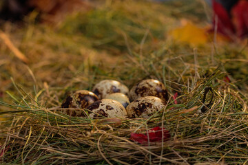quail eggs in the nest against the background of hay and dry leaves