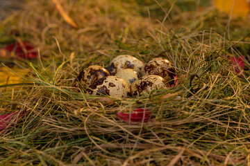 quail eggs in the nest against the background of hay and dry leaves