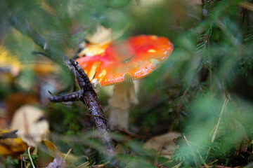 Fly agaric mushroom stands in the forest behind tree branches with a blur effect.