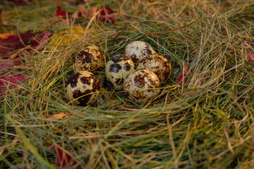 quail eggs in the nest against the background of hay and dry leaves