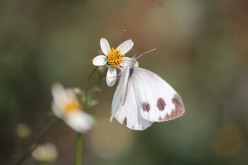 white butterfly on a flower