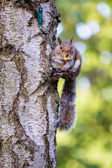squirrel on a tree, summer