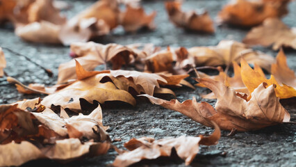 Autumn leaves background. Plane tree leaves on the street. Romantic and serene feelings background. Blurry photography. Noise included. Blurry photo