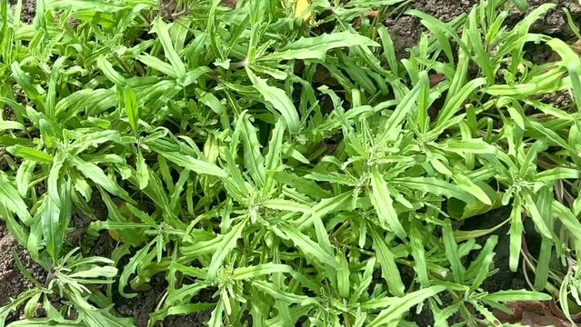 Mattiola flowers blooming in the garden. Beautiful natural floral background.	