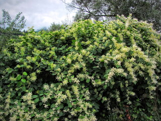 The bushes in the forest bloomed beautifully