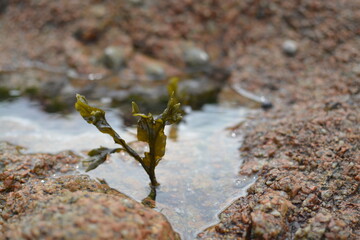 Petite algue dans petite flaque sur gros rocher