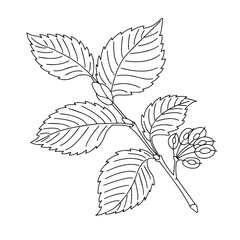 a plant on a white background