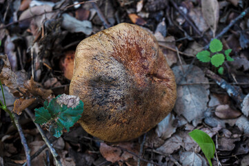 Wild mushrooms in their natural habitat