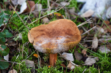 Wild mushrooms in their natural habitat