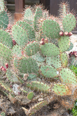 Closeup view of a prickly Opuntia blooming cactus.