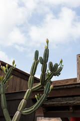 Blooming Cereus cactus growing next to a wooden house.