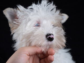 A woman's hand holds a Yorkie puppy with sky blue eyes under the chin. A cute puppy holds its head on the hand of its owner. Beautiful purebred dog.