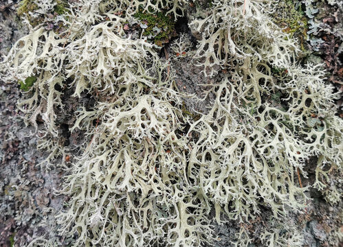 Beautiful volumetric gray lichen on the bark of an old tree. Close-up. Fascinating texture of lichen in its natural environment. Concept of gray lichen on a tree trunk.
