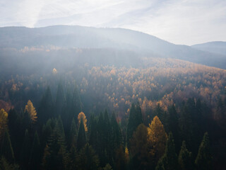 Fototapeta na wymiar Aerial view of Old Sequoia forest near village of Bogoslov, Bulgaria