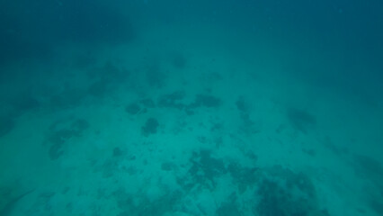 Panoramic scene under water and blue background