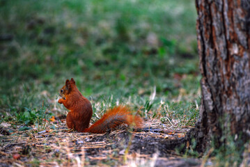 Squirrel sitting on the ground at the foot of a tree