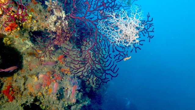 SUBACQUEE FONDALI MARE DI TERRASINI SICILIA PALERMO