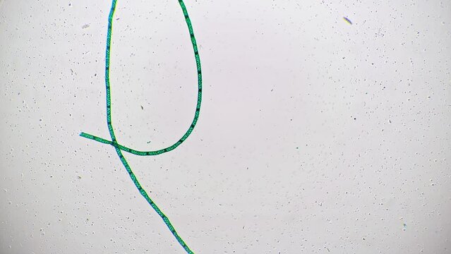 Green alga spirogyra under microscope magnified in 40 times against bright field background. Macro footage of aqua plant consisting of chloroplasts and living in freshwater. Learning flora at the lab