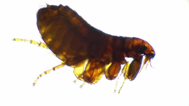 Alive flea moving legs is filmed on white background under microscope 40x. Isolated macro footage of dangerous little insect biting hairy animals. Educating entomology in lab with scientific equipment
