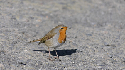 Robin feeding from Insect Coconut Suet Shell on ground