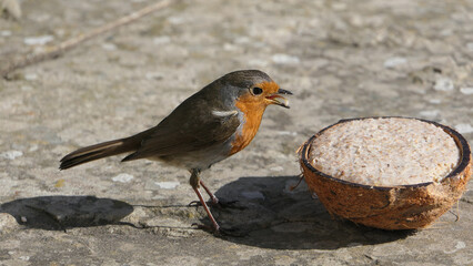 Robin feeding from Insect Coconut Suet Shell on ground