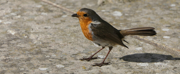 Robin feeding from Insect Coconut Suet Shell on ground