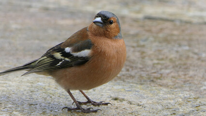 Chaffinch feeding from the ground UK