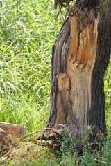 Fototapeta na wymiar Closeup of broken tree trunk with selective focus on foreground. Storm damage