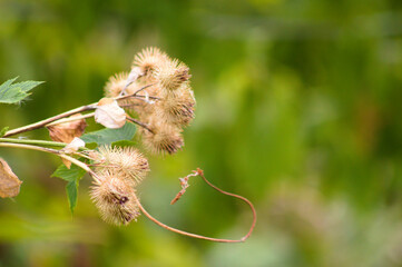 Closeup of lesser burdock fluffy seeds with green blurred background