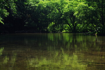 river water nature forest landscape tree stream tree green lake summertime go fly park tree trees plant