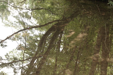 reflection river water nature forest landscape tree stream tree green lake summertime go fly park tree trees plant