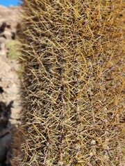 Cactus close up at Isla Incahuasi (Pescadores), Salar de Uyuni, Bolivia.