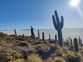 Salt flats and cactus on Isla Incahuasi (Pescadores), Salar de Uyuni, Bolivia.