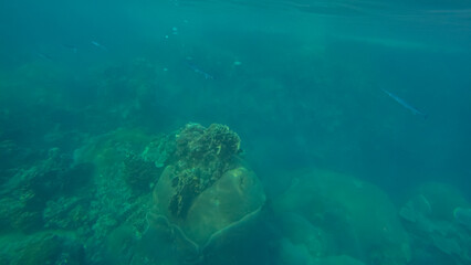 Panoramic scene under water and blue background