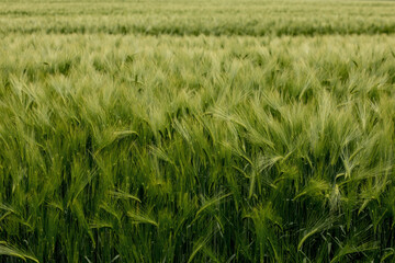 Ripening ears of meadow wheat field. Rich harvest Concept. Ears of green wheat close up.