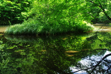 Fototapeta na wymiar reflection river water nature forest landscape tree stream tree green lake summertime go fly park tree trees plant
